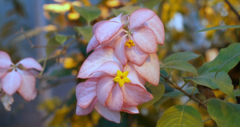 Mussaenda philippica Queen Sirikit