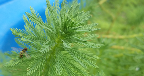 Myriophyllum aquaticum