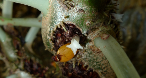 Myrmecodia tuberosa