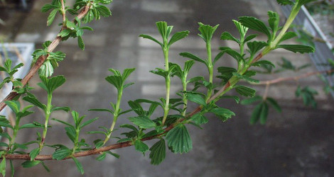 Myrothamnus flabellifolius