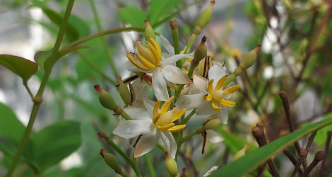 Nandina domestica