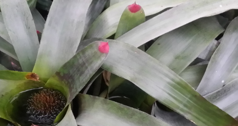 Neoregelia spectabilis