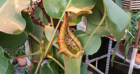 Nepenthes truncata