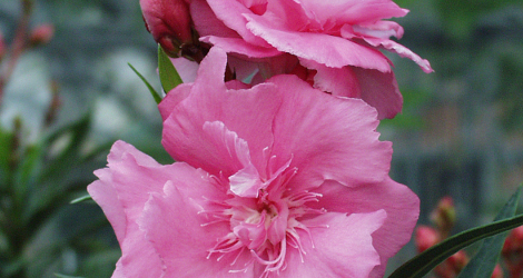 Nerium oleander