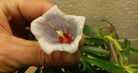 Nesocodon mauritianus