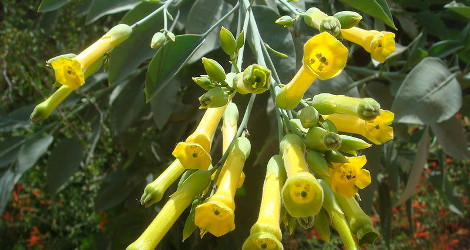 Nicotiana glauca