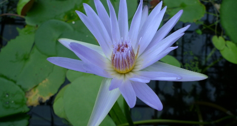 Nymphaea nouchali var. caerulea