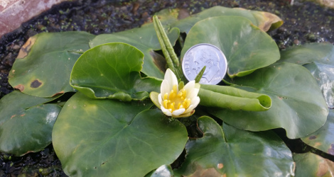 Nymphaea thermarum