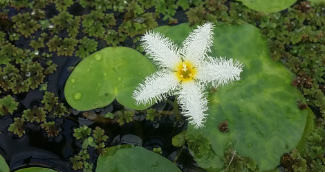 Nymphoides indica