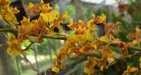 Oncidium sphacelatum