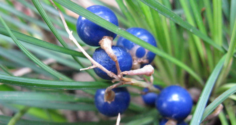 Ophiopogon japonicus