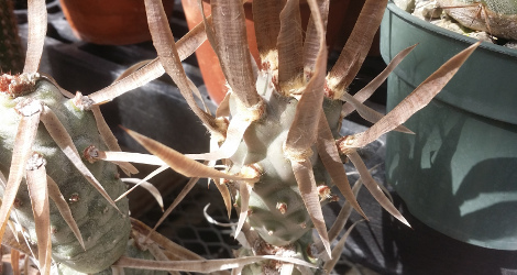 Opuntia articulata