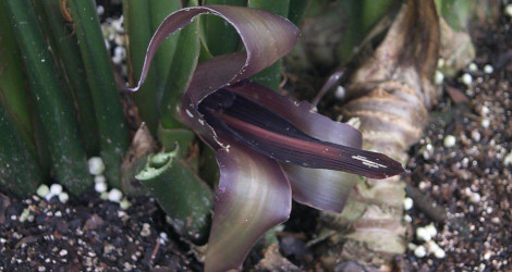 Orchidantha chinensis