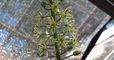 Ornithogalum thyrsoides