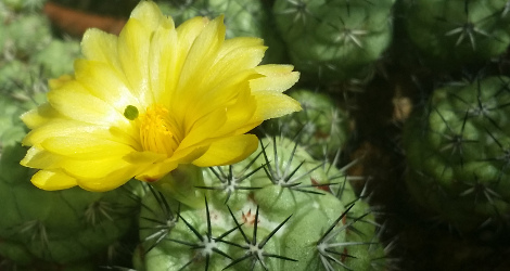 Ortegocactus macdougallii