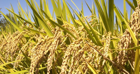 Oryza sativa