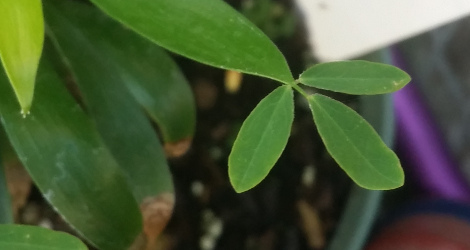 Oxalis fruticosa