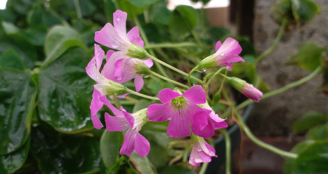 Oxalis lasiandra