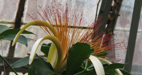 Pachira aquatica