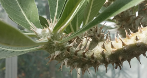 Pachypodium horombense