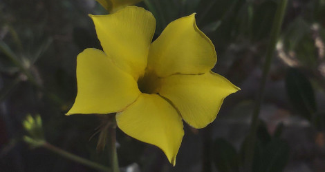 Pachypodium rosulatum