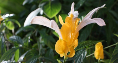 Pachystachys lutea