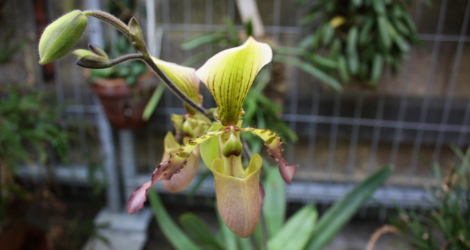 Paphiopedilum haynaldianum