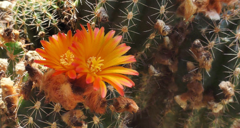 Parodia comarapana