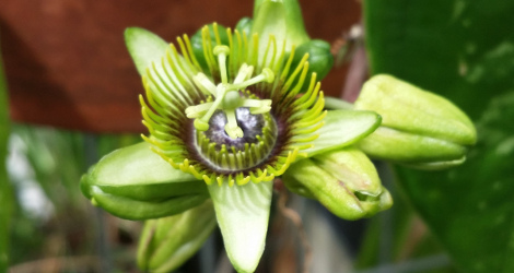 Passiflora coriacea