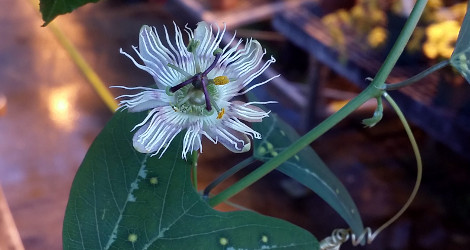 Passiflora pardifolia