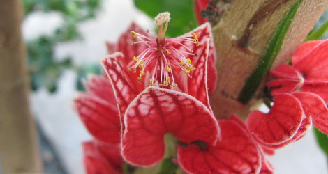 Pavonia strictiflora