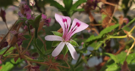 Pelargonium citronellum