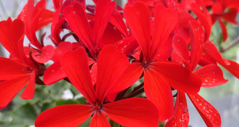 Pelargonium x hortorum