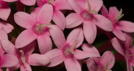 Pentas lanceolata