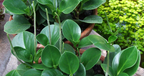 Peperomia obtusifolia