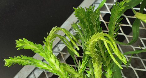 Phlegmariurus phlegmarioides