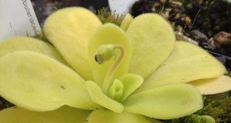 Pinguicula agnata