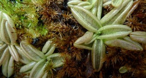 Pinguicula lusitanica