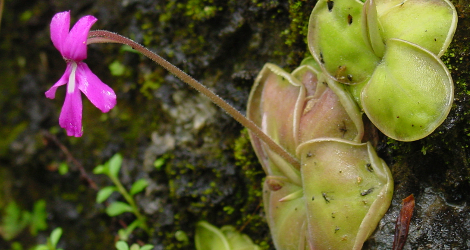 Pinguicula moranensis