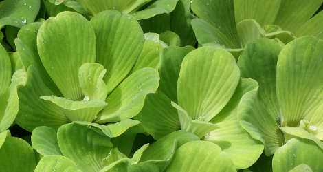 Pistia stratiotes