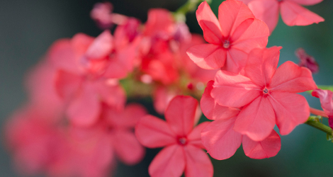 Plumbago indica