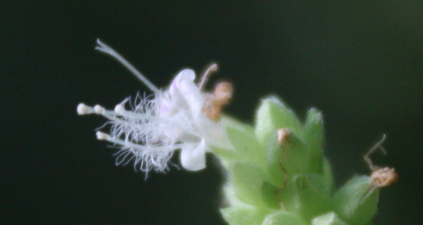 Pogostemon heyneanus