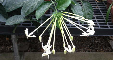 Posoqueria longiflora