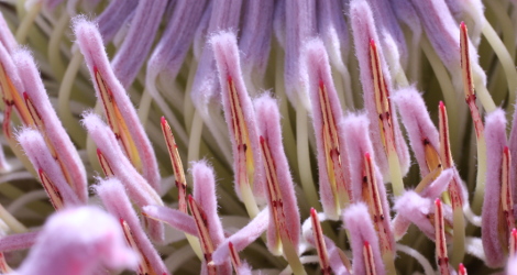 Protea cynaroides