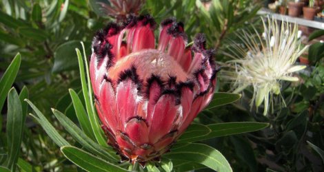 Protea neriifolia