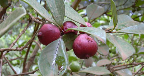 Psidium cattleianum