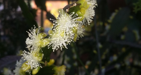 Rhipsalis elliptica