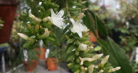 Rhipsalis mesembryanthemoides