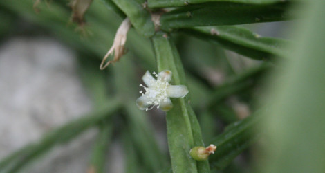 Rhipsalis pentaptera