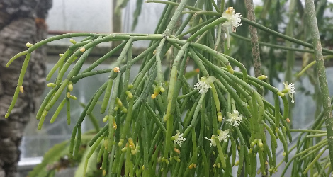 Rhipsalis teres